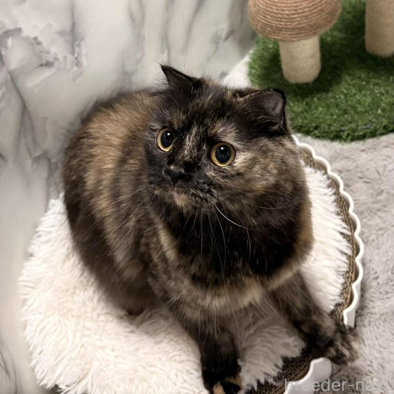 販売中の静岡県のスコティッシュフォールド-140347の2枚目