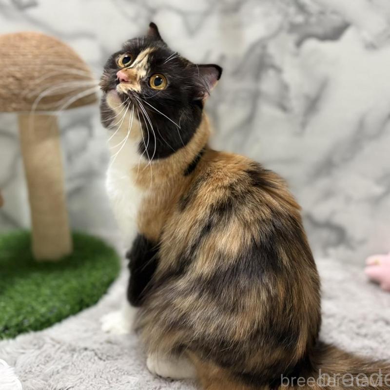 販売中の静岡県のスコティッシュフォールド-140348