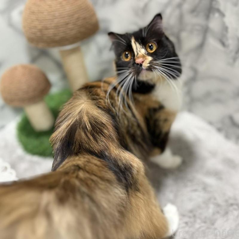 販売中の静岡県のスコティッシュフォールド-140348の4枚目