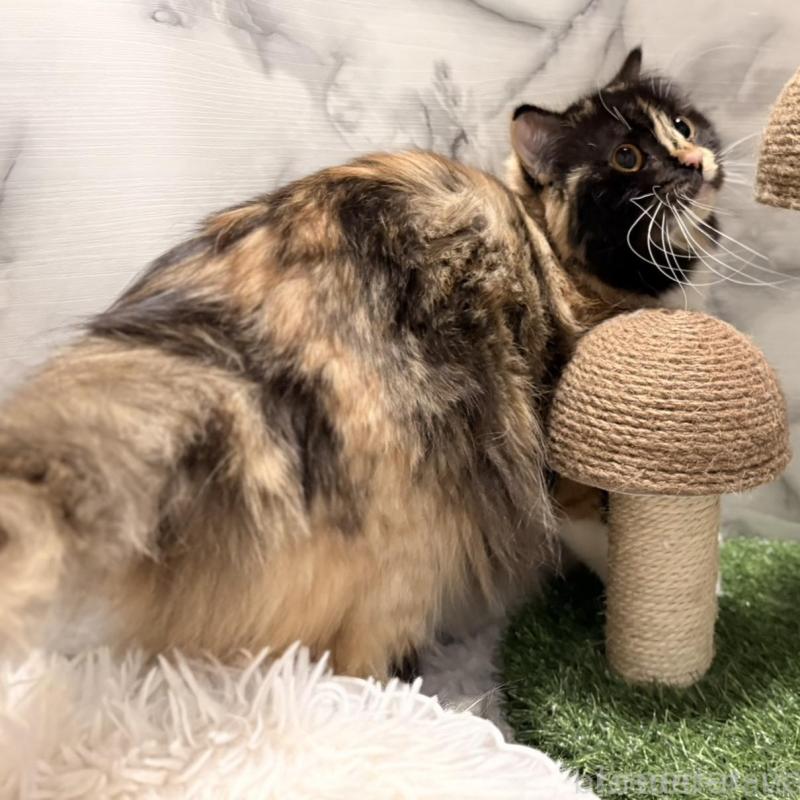 販売中の静岡県のスコティッシュフォールド-140348の3枚目