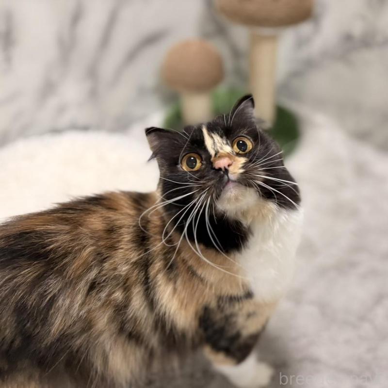 販売中の静岡県のスコティッシュフォールド-140348の2枚目