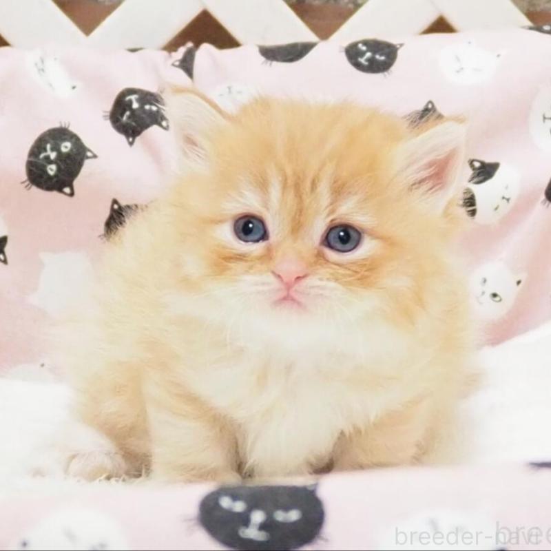 販売中の大阪府のミヌエット-140349の1枚目