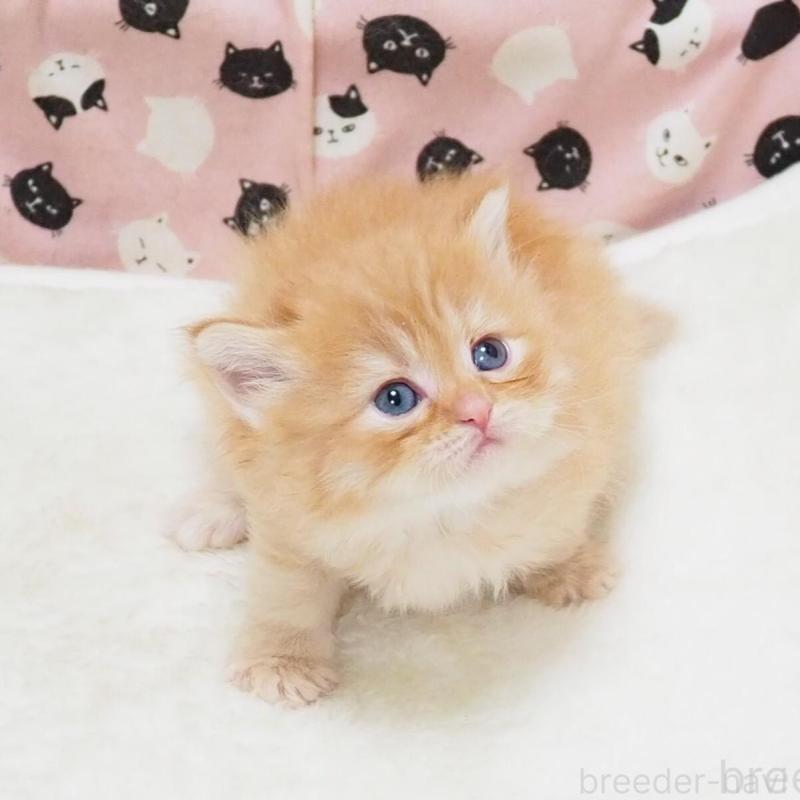 販売中の大阪府のミヌエット-140349の2枚目