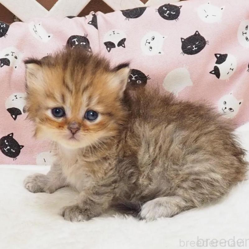 販売中の大阪府のミヌエット-140350