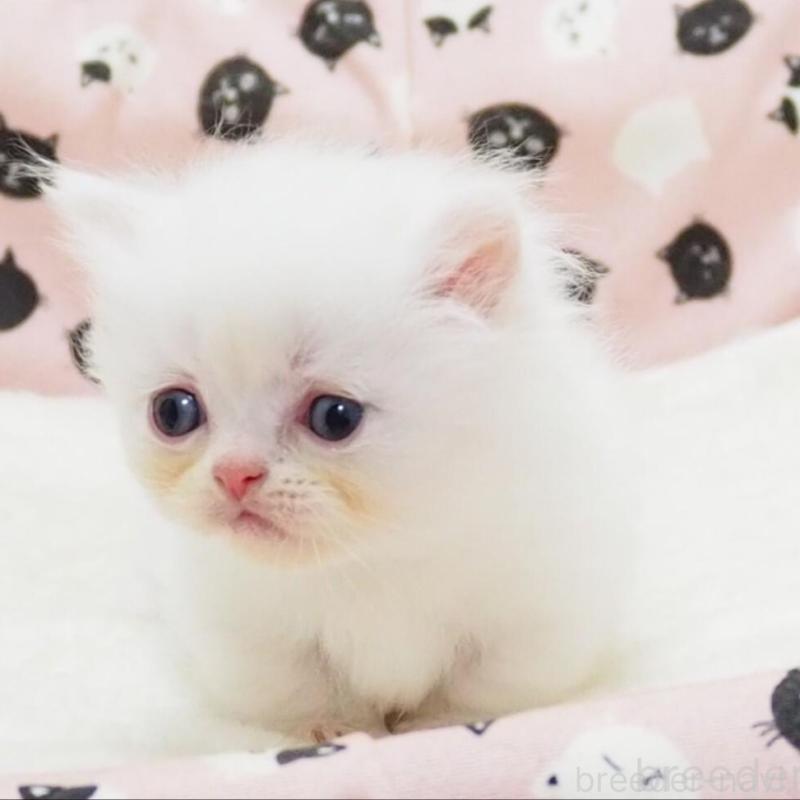 販売中の大阪府のミヌエット(短足)-140351の2枚目