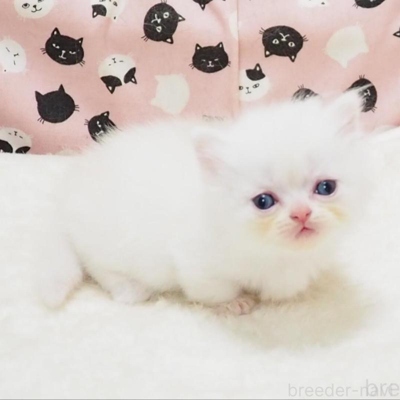 販売中の大阪府のミヌエット(短足)-140351