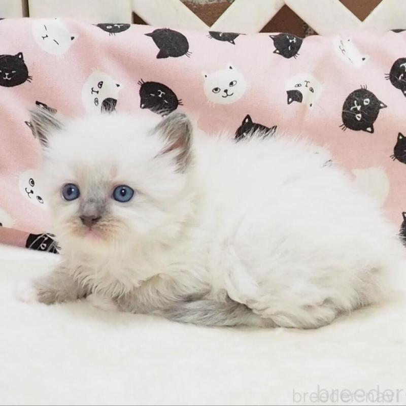 販売中の大阪府のラグドール-140352の2枚目