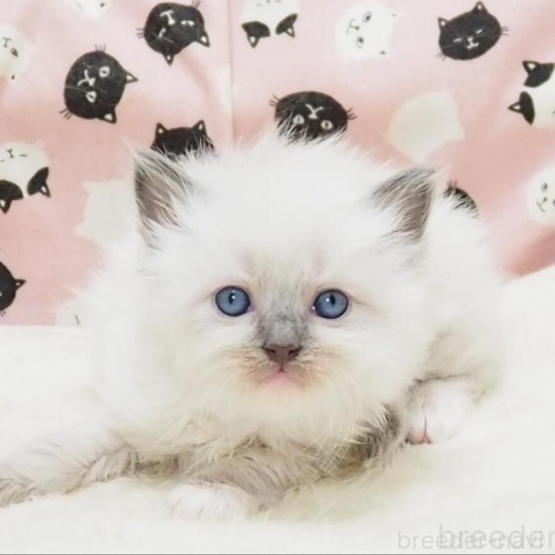 販売中の大阪府のラグドール-140352