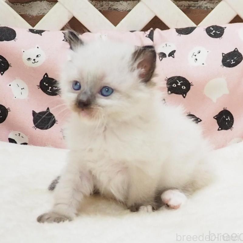 販売中の大阪府のラグドール-140353の2枚目