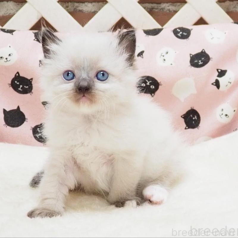 販売中の大阪府のラグドール-140353