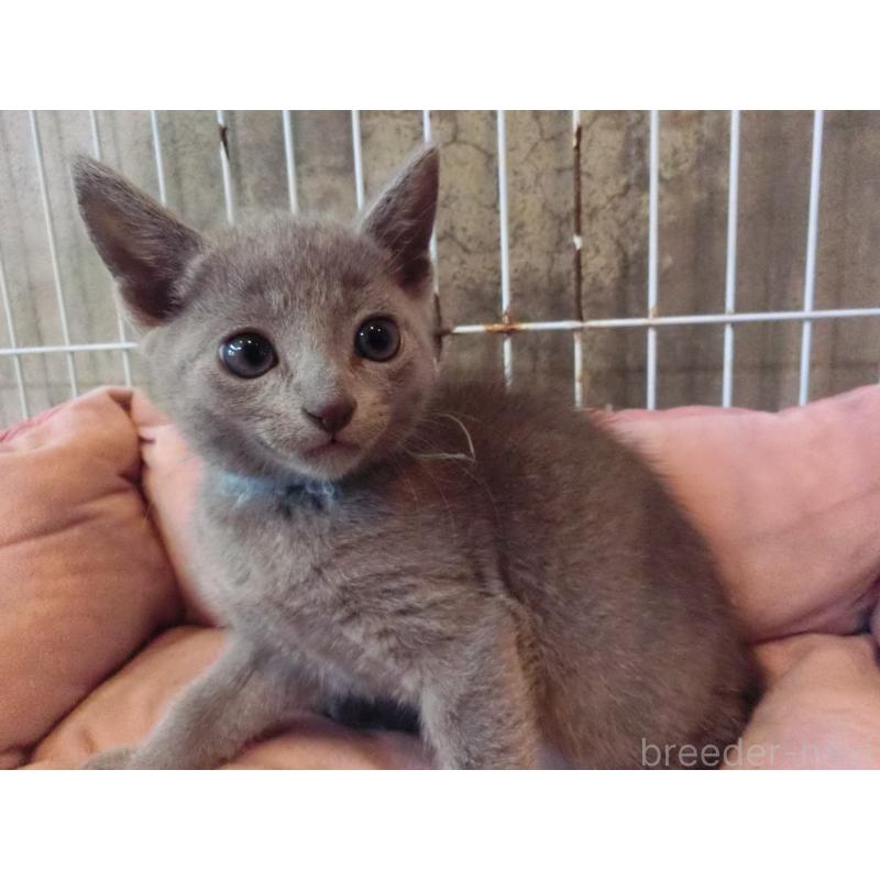 販売中の兵庫県のロシアンブルー-140355の3枚目