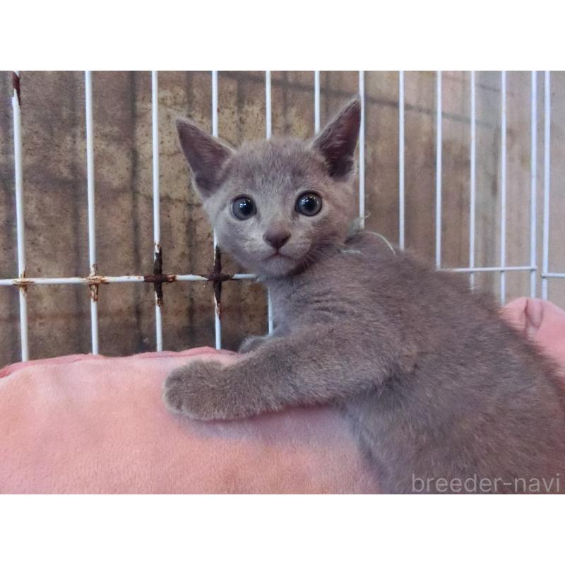 販売中の兵庫県のロシアンブルー-140355の2枚目