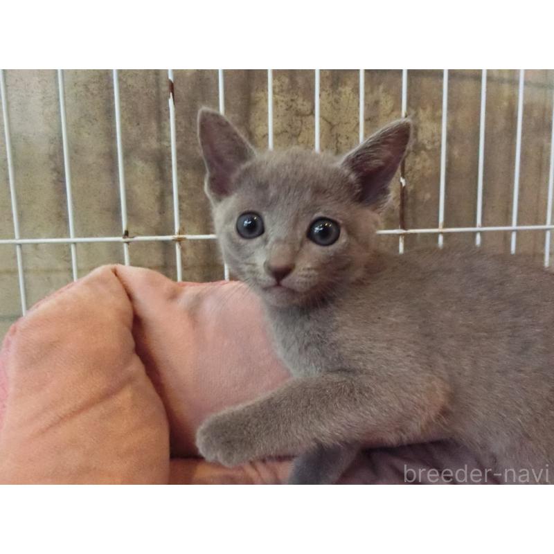 販売中の兵庫県のロシアンブルー-140356の3枚目