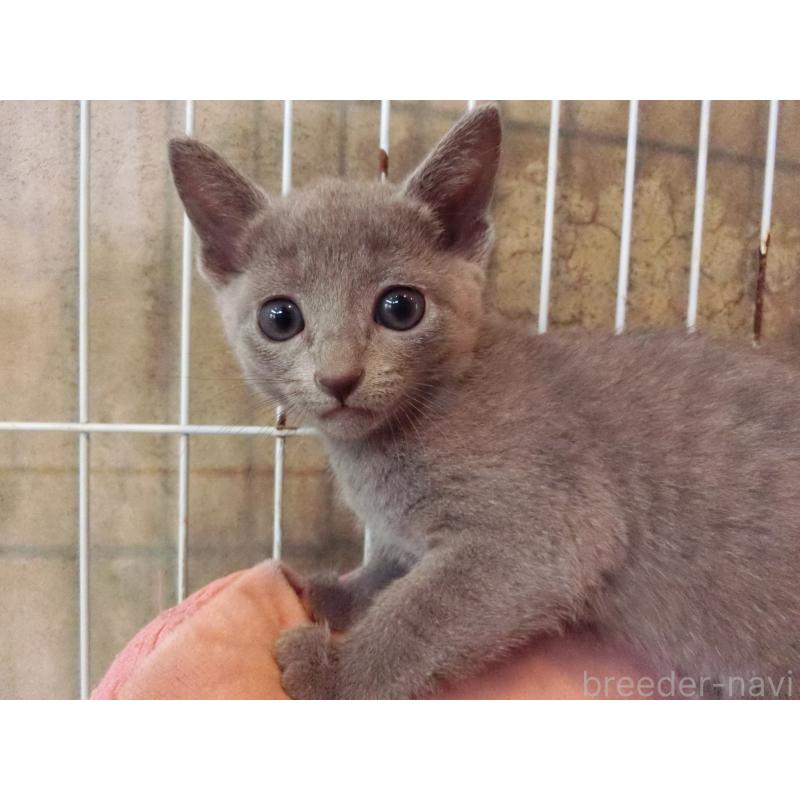 販売中の兵庫県のロシアンブルー-140356の2枚目