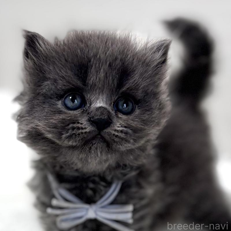 販売中の埼玉県のブリティッシュロングヘア-140358の1枚目