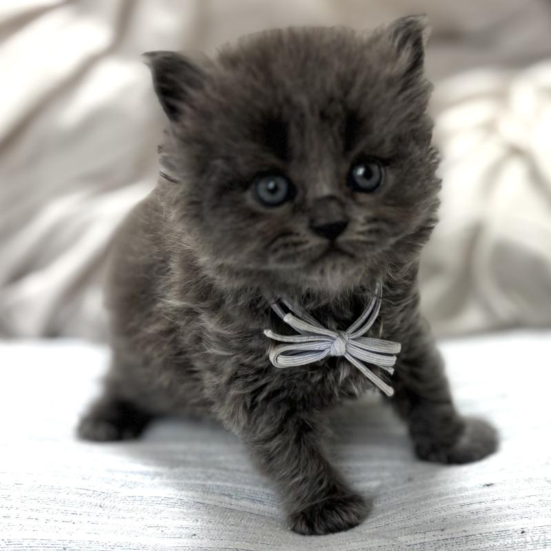 販売中の埼玉県のブリティッシュロングヘア-140358の2枚目