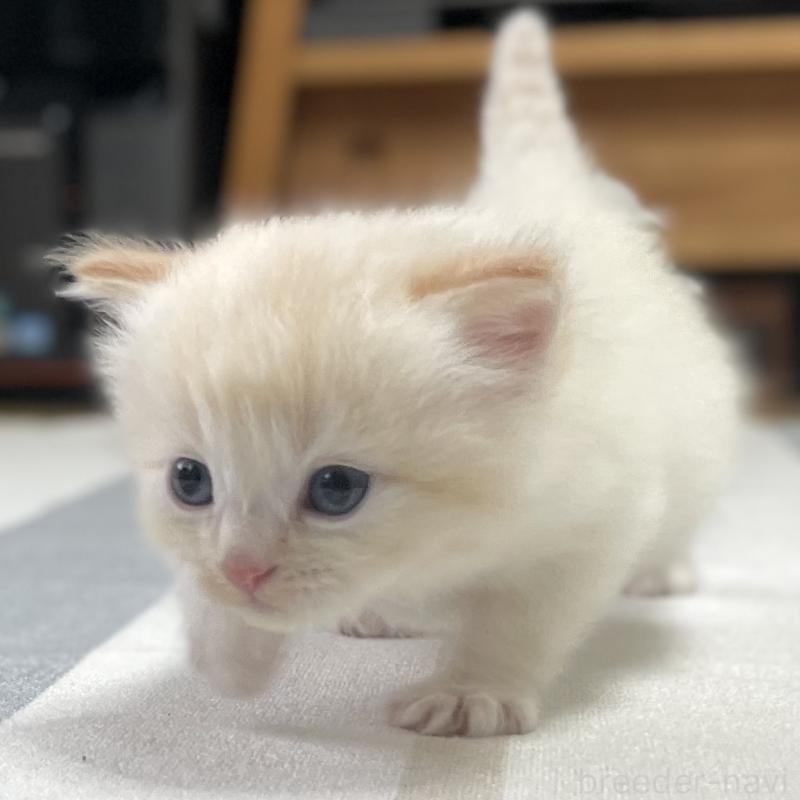 販売中の愛知県のミヌエット-140359の13枚目