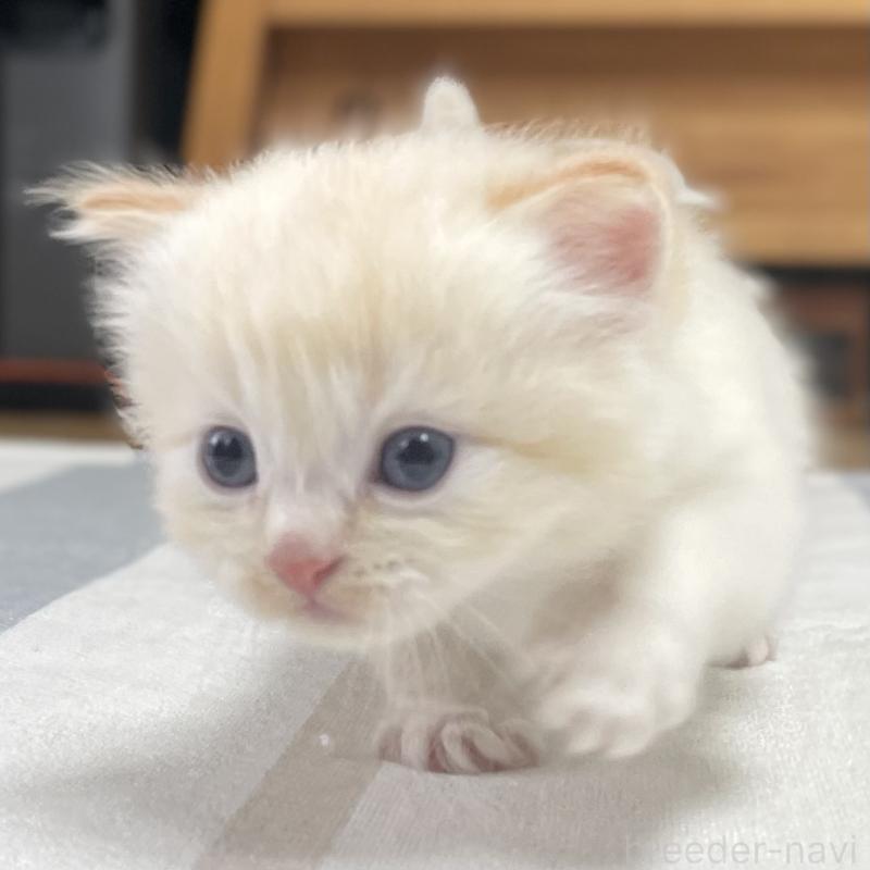 販売中の愛知県のミヌエット-140359の12枚目