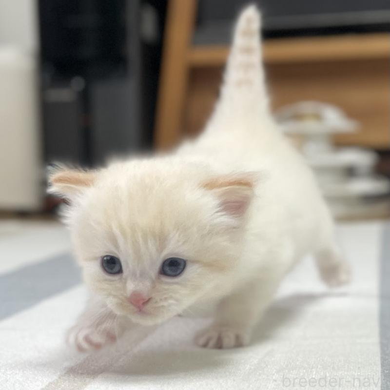 販売中の愛知県のミヌエット-140359の11枚目