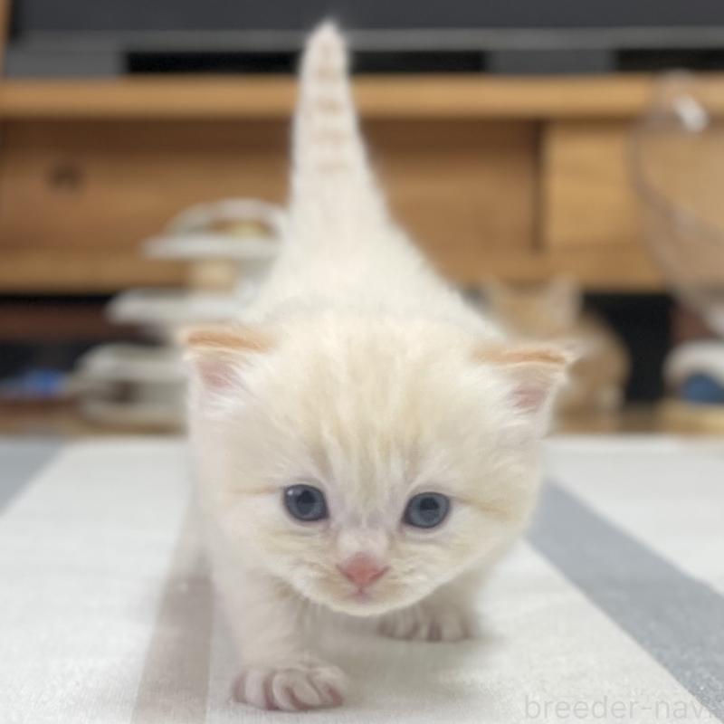 販売中の愛知県のミヌエット-140359の10枚目