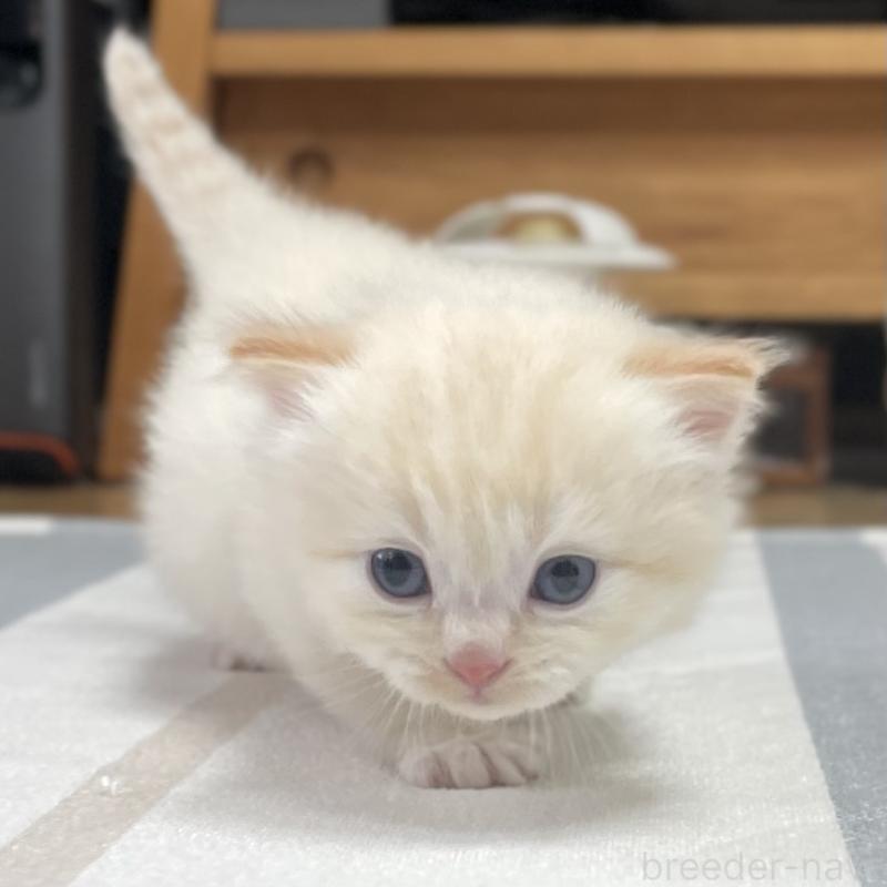 販売中の愛知県のミヌエット-140359の9枚目