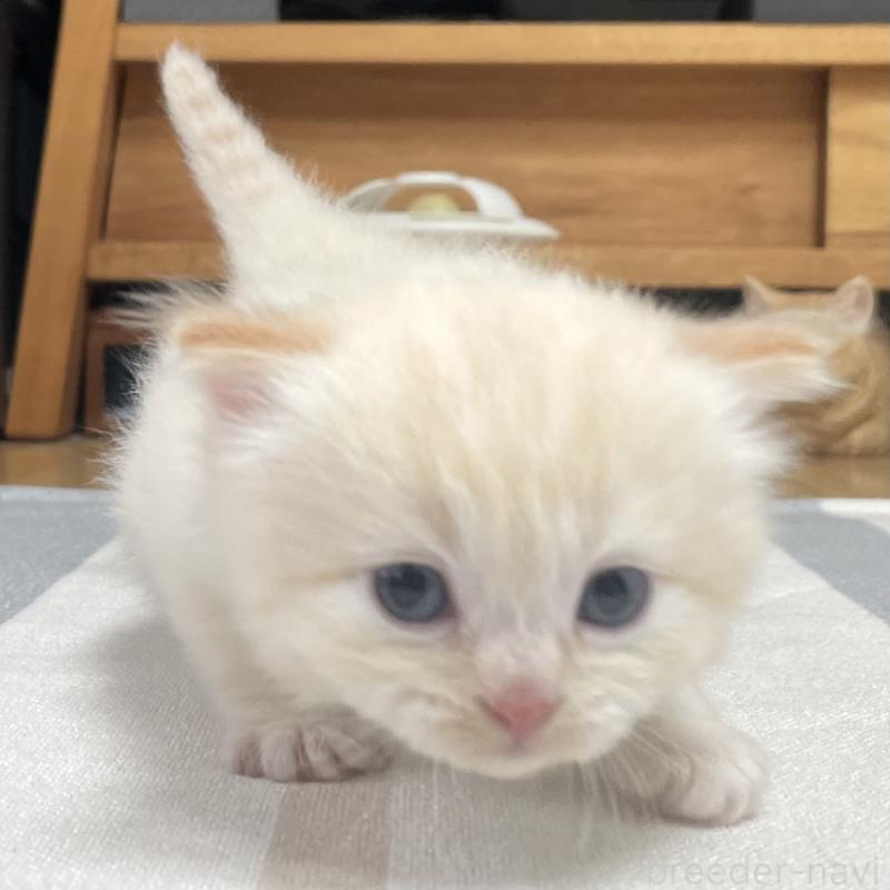 販売中の愛知県のミヌエット-140359の8枚目