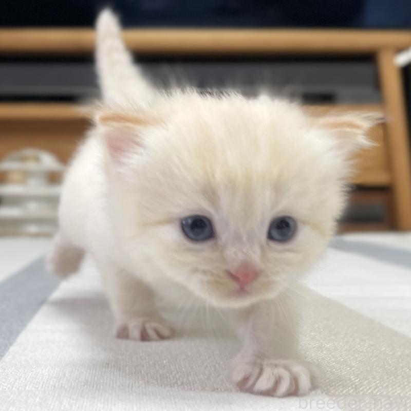 販売中の愛知県のミヌエット-140359の7枚目