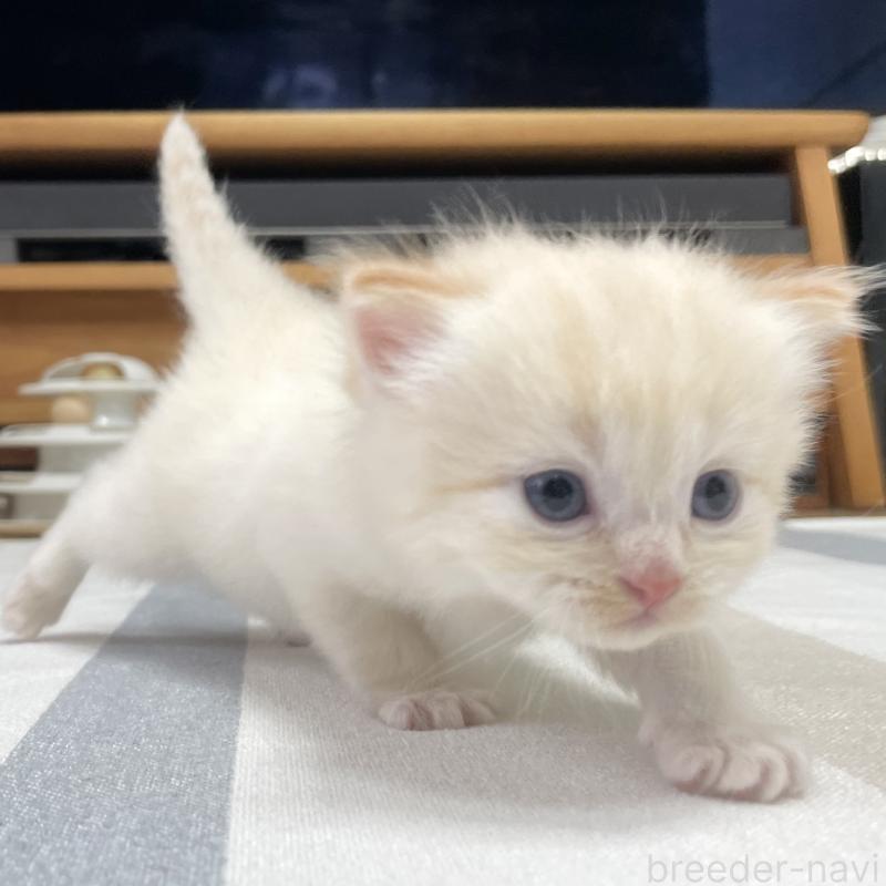 販売中の愛知県のミヌエット-140359の6枚目