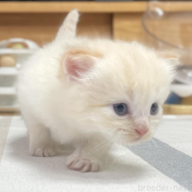 販売中の愛知県のミヌエット-140359の5枚目