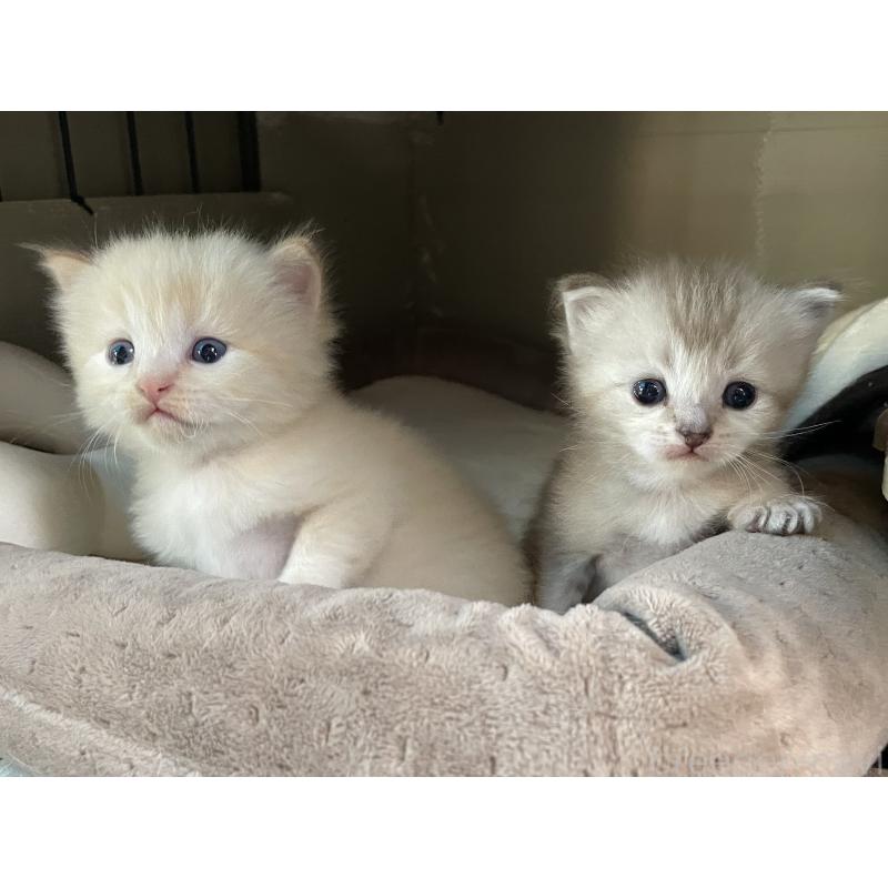 販売中の愛知県のミヌエット-140359の3枚目