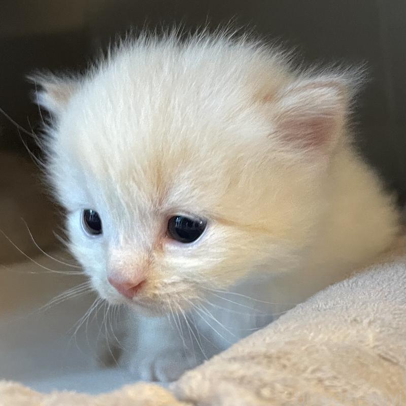 販売中の愛知県のミヌエット-140359の2枚目