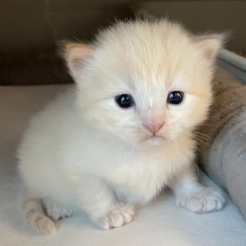 販売中の愛知県のミヌエット-140359の1枚目