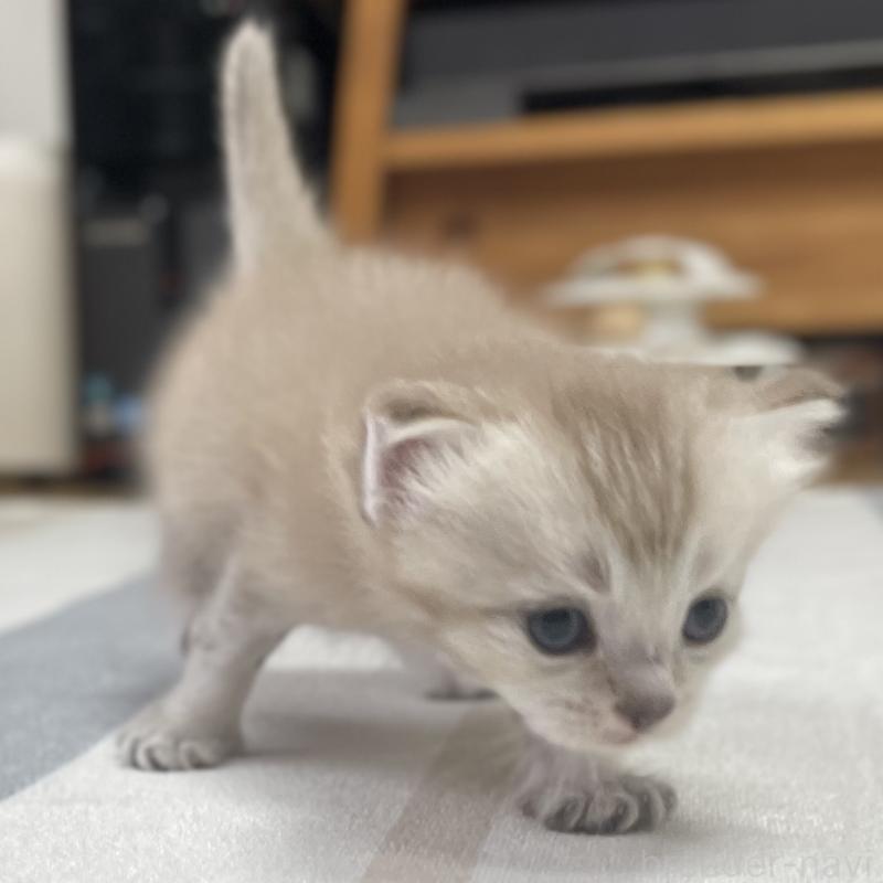 販売中の愛知県のミヌエット-140360の15枚目