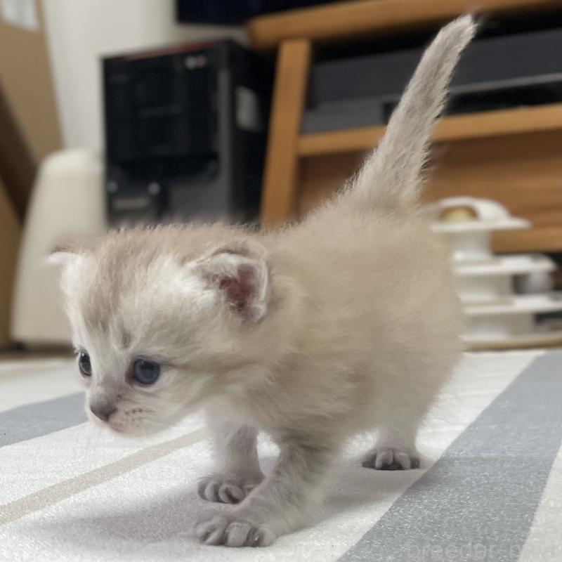 販売中の愛知県のミヌエット-140360の14枚目