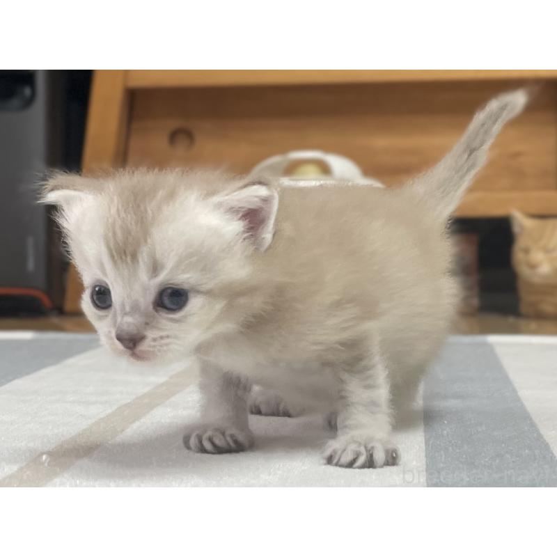 販売中の愛知県のミヌエット-140360の13枚目