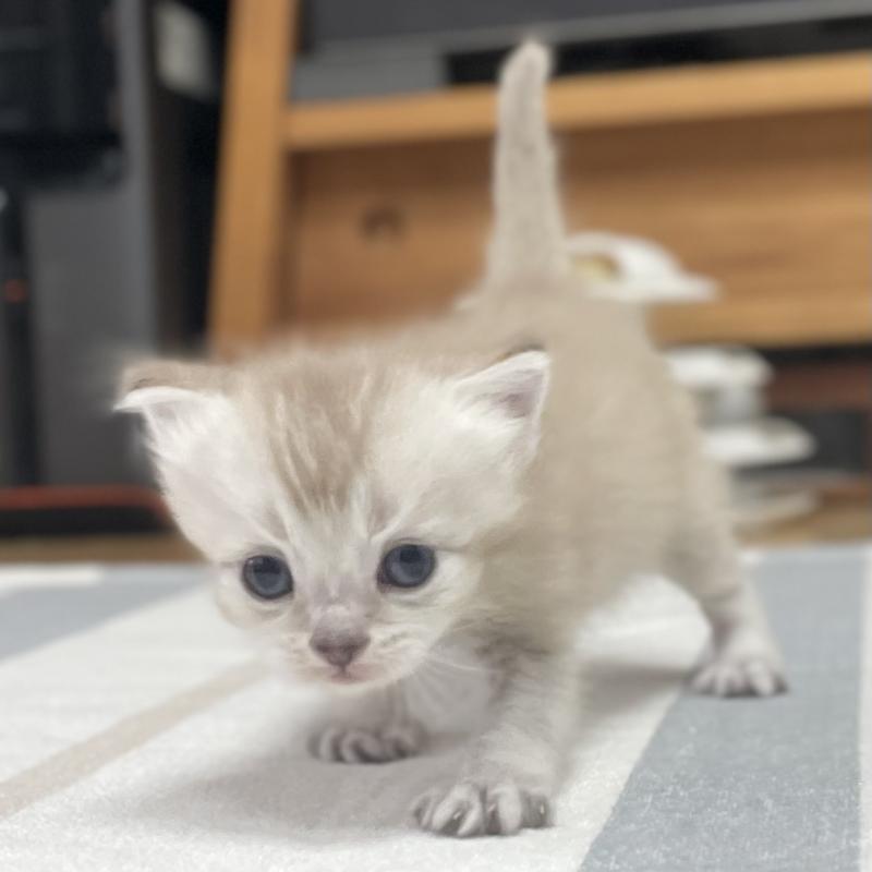 販売中の愛知県のミヌエット-140360の11枚目