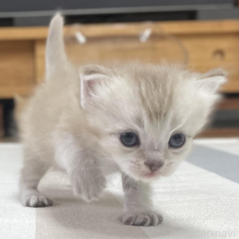 販売中の愛知県のミヌエット-140360の10枚目