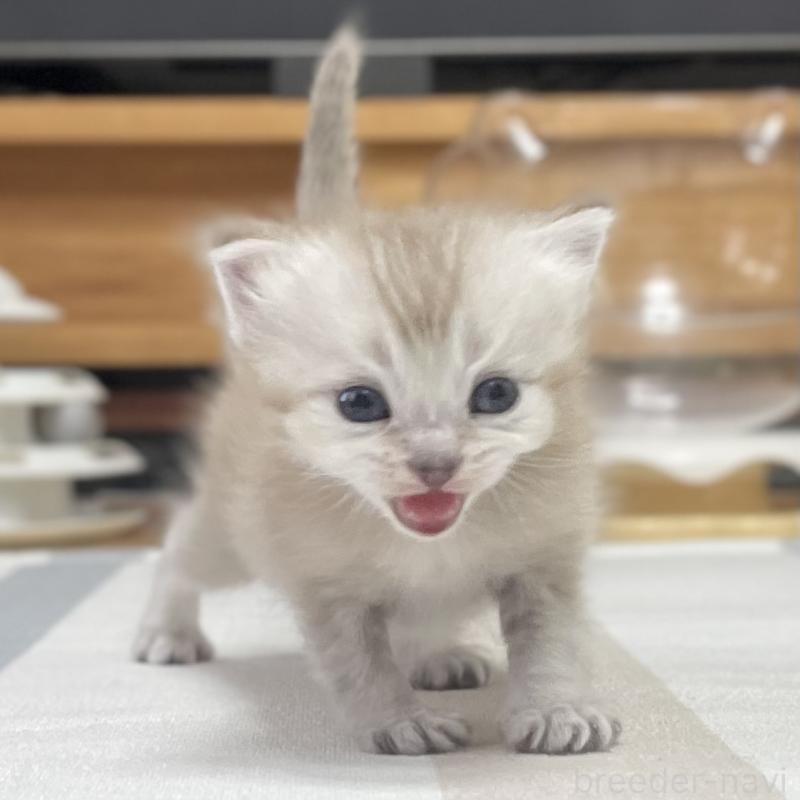 販売中の愛知県のミヌエット-140360の8枚目