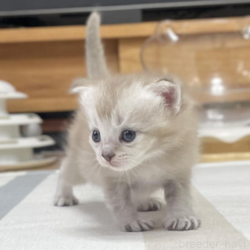 販売中の愛知県のミヌエット-140360の9枚目