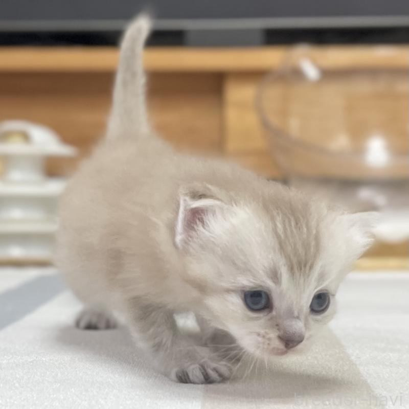 販売中の愛知県のミヌエット-140360の7枚目