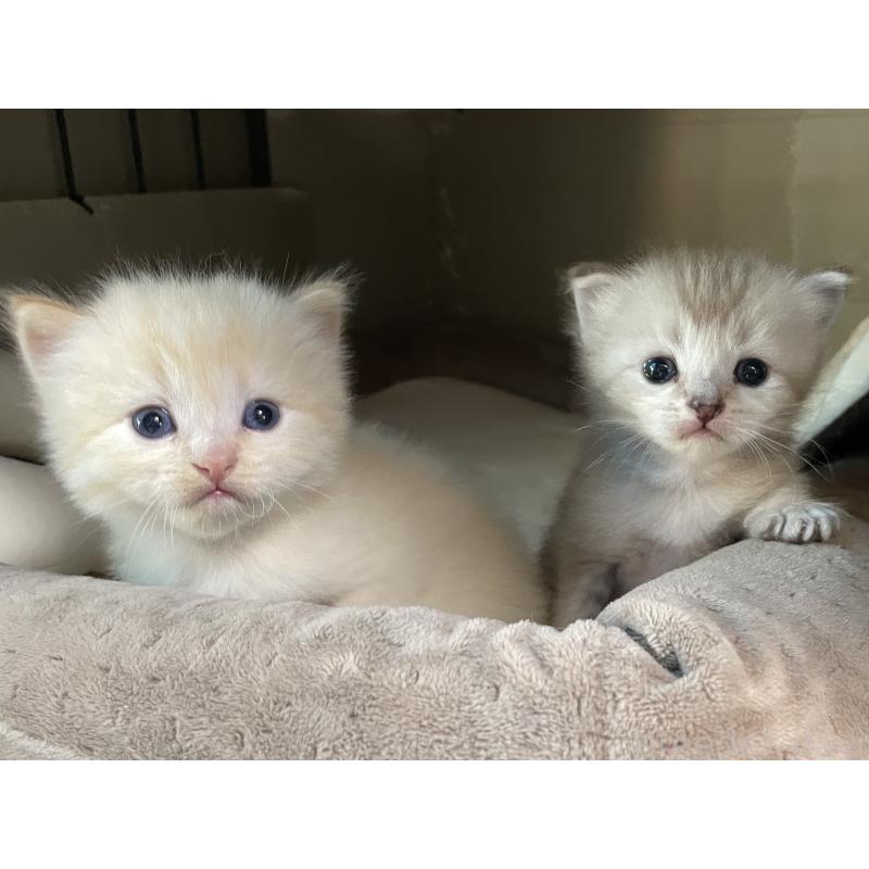 販売中の愛知県のミヌエット-140360の6枚目