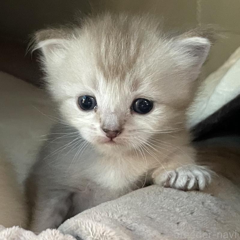 販売中の愛知県のミヌエット-140360の4枚目