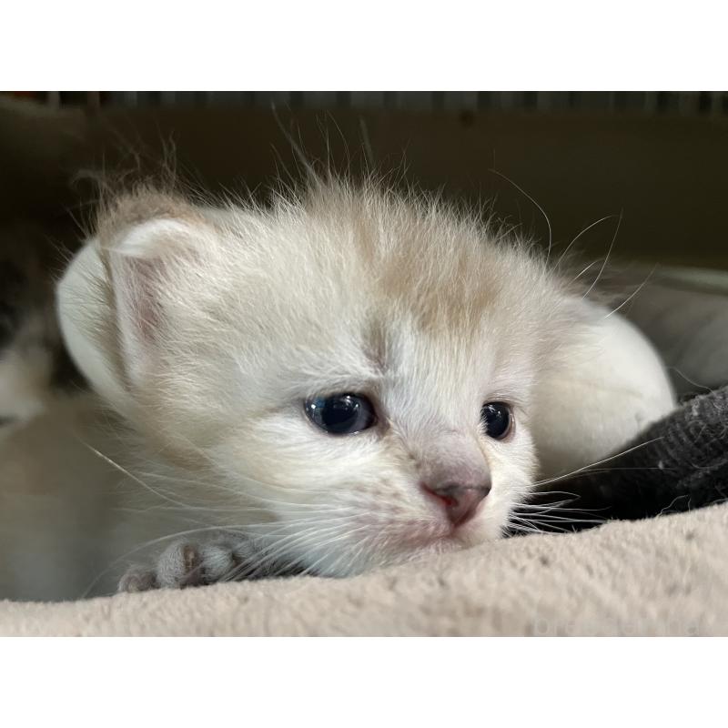 販売中の愛知県のミヌエット-140360の3枚目