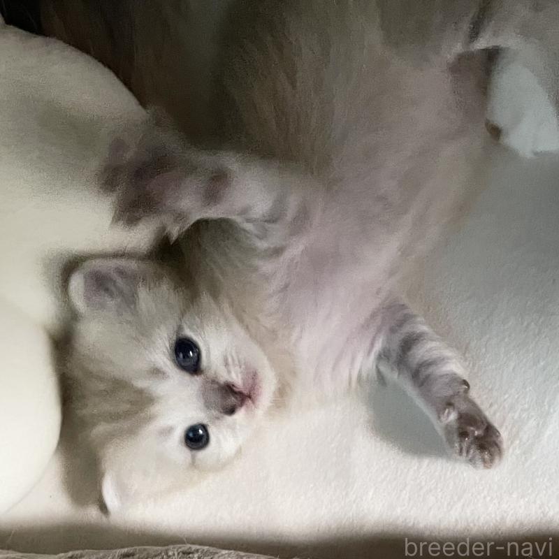 販売中の愛知県のミヌエット-140360