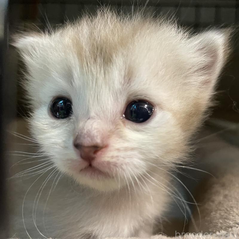 販売中の愛知県のミヌエット-140360の2枚目