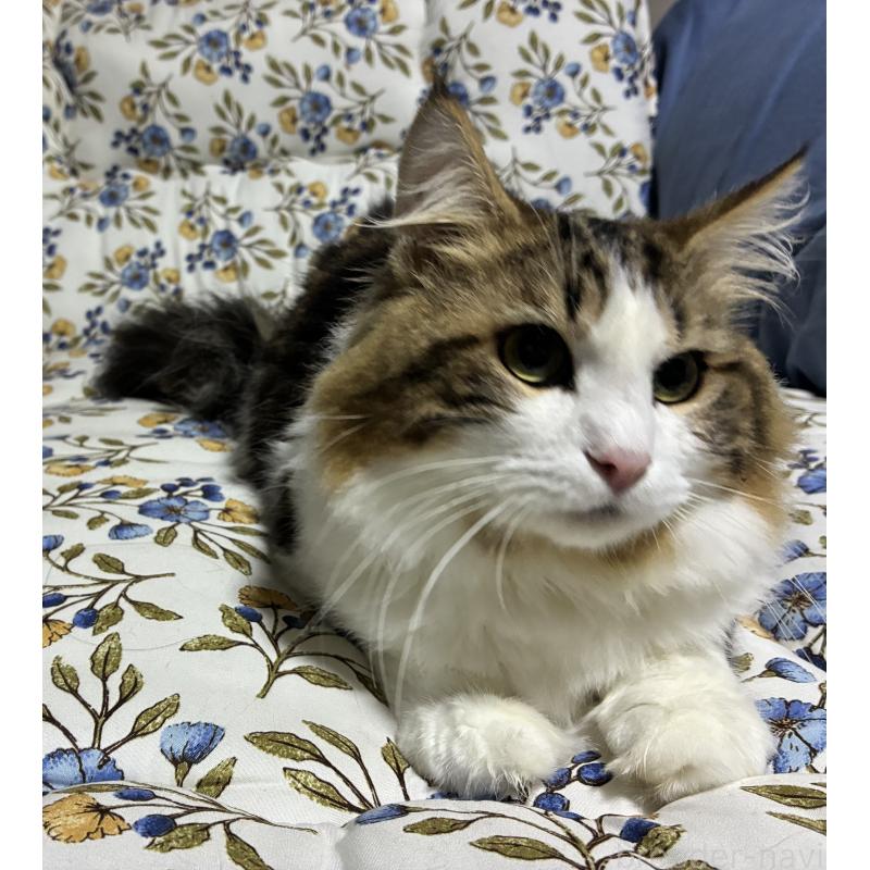 販売中の神奈川県のノルウェージャンフォレストキャット-119238の1枚目