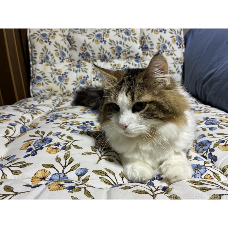 販売中の神奈川県のノルウェージャンフォレストキャット-119238の15枚目