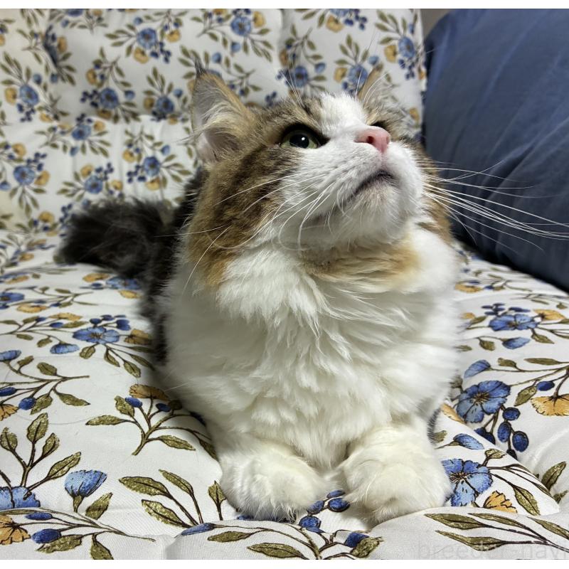 販売中の神奈川県のノルウェージャンフォレストキャット-119238の14枚目