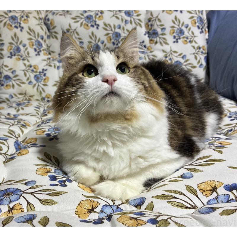 販売中の神奈川県のノルウェージャンフォレストキャット-119238の12枚目