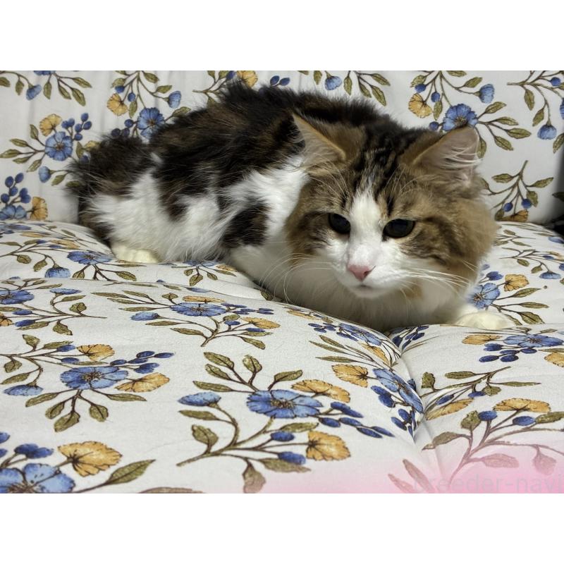 販売中の神奈川県のノルウェージャンフォレストキャット-119238の11枚目